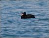 Click here to enter gallery and see photos of Surf Scoter