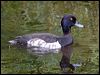 tufted_duck_144600