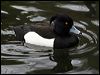 Click here to enter gallery and see photos of Tufted Duck