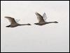 Click here to enter gallery and see photos of Tundra Swan