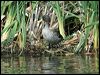 Click here to enter gallery and see photos of Yellow-billed Duck