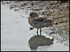 Click here to enter gallery and see photos of Yellow-billed Teal
