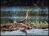 Click here to enter gallery and see photos of African Darter