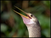 Click here to enter gallery and see photos of Anhinga 