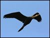 Click here to enter gallery and see photos of: Anhinga; Oriental, Australasian Darter