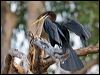Click here to enter gallery and see photos of Australasian Darter