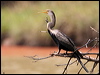 Click here to enter gallery and see photos of Oriental Darter