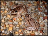 Click here to enter gallery and see photos/pictures/images of Bumpy Rocket Frog