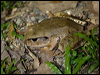 coggers_barred_frog_156772