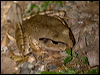 coggers_barred_frog_156777