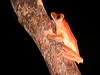 Click here to enter gallery and see photos/pictures/images of Dark-eared Tree Frog