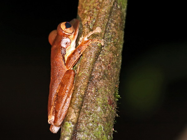 Dark-eared Tree Frog 049136.JPG