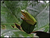 Click here to enter gallery and see photos/pictures/images of Eastern Dwarf Tree Frog