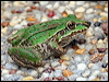 Click here to enter gallery and see photos/pictures/images of Green-striped Frog