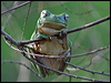 Click here to enter gallery and see photos/pictures/images of Green Tree Frog