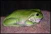 Click here to enter gallery and see photos of: Green Striped, Green, Eastern Dwarf, Peron's, White-lined & Northern Laughing, Tree Frogs; Striped & Bumpy, Rocket Frogs; Cogger's Barred Frog