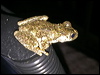 Click here to enter gallery and see photos/pictures/images of Peron's Tree Frog