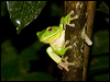 Click here to enter gallery and see photos/pictures/images of White-lipped Tree Frog