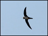 Click here to enter gallery and see photos of Alpine Swift