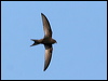 Click here to enter gallery and see photos of Common Swift