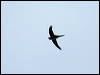 Click here to enter gallery and see photos of Neotropical Palm Swift