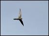 fork_tailed_swift_13171