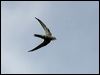 Click here to enter gallery and see photos of Fork-tailed Swift