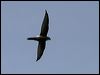 fork_tailed_swift_13204
