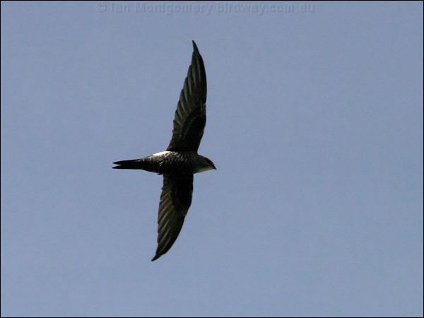 Pacific (Fork-tailed) Swift fork_tailed_swift_13204.psd