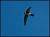 Click here to enter gallery and see photos of Glossy Swiftlet