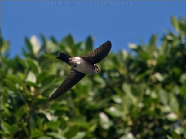 Glossy Swiftlet glossy_swiftlet_165428.psd