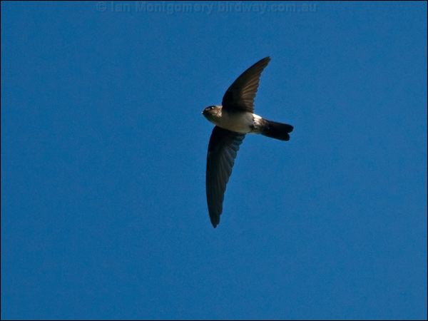Glossy Swiftlet glossy_swiftlet_166612.psd