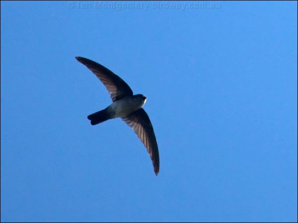 Glossy Swiftlet glossy_swiftlet_166619.psd