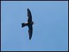 Click here to enter gallery and see photos of House Swift