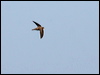 Click here to enter gallery and see photos of Pallid Swift