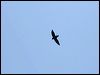 Click here to enter gallery and see photos of Short-tailed Swift