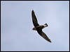 Click here to enter gallery and see photos of: White-collared, Vaux's, Short-tailed, Alpine, Common, Pallid and House Swift; Glossy, Australian and Black-nest Swiftlet; Silver-rumped Spinetail; White-throated Needletail; Fork-tailed Palm-Swift