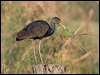 Click here to enter gallery and see photos of Limpkin