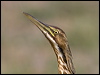 Click here to enter gallery and see photos of American Bittern