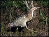 Click here to enter gallery and see photos of Australasian Bittern