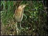 Click here to enter gallery and see photos of Australian Little Bittern