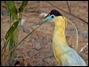 Click here to enter gallery and see photos of Capped Heron