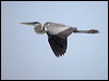 Click here to enter gallery and see photos of Cocoi Heron