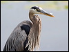 Click here to enter gallery and see photos of Great Blue Heron