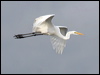 Click here to enter gallery and see photos of Great Egret