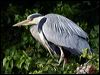 Click here to enter gallery and see photos of Grey Heron