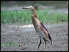 Click here to enter gallery and see photos of Indian Pond Heron