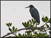 Click here to enter gallery and see photos of Little Blue Heron