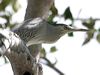 little_heron_009767