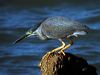 little_heron_014066